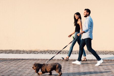 Couple walking with dog