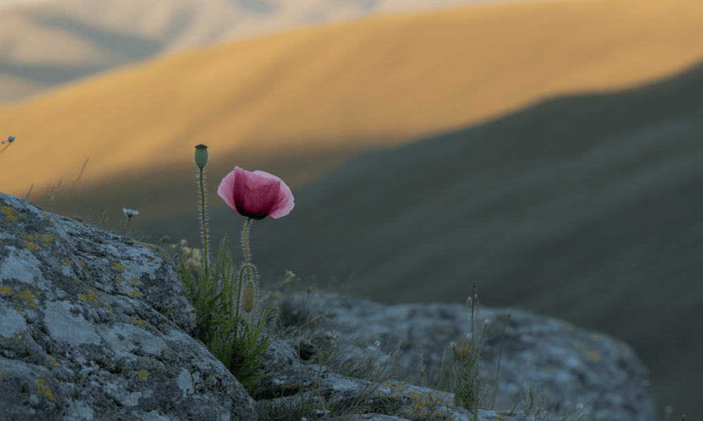 Hope blooming in a tough marriage season because one person chose to stay and grow