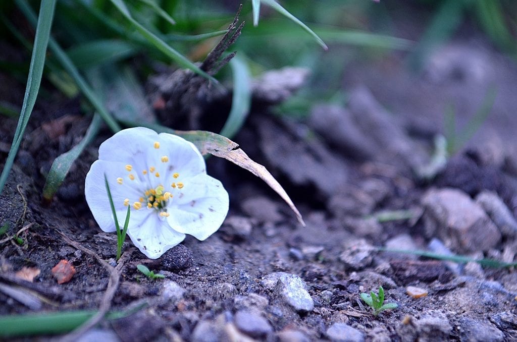 A thriving symbol of beauty and growth rising from unexpected pain in marriage.