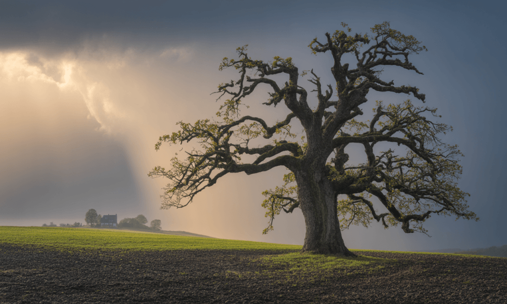 Tree still standing strong after wind and rain, symbolizing the power of a deeply rooted marriage