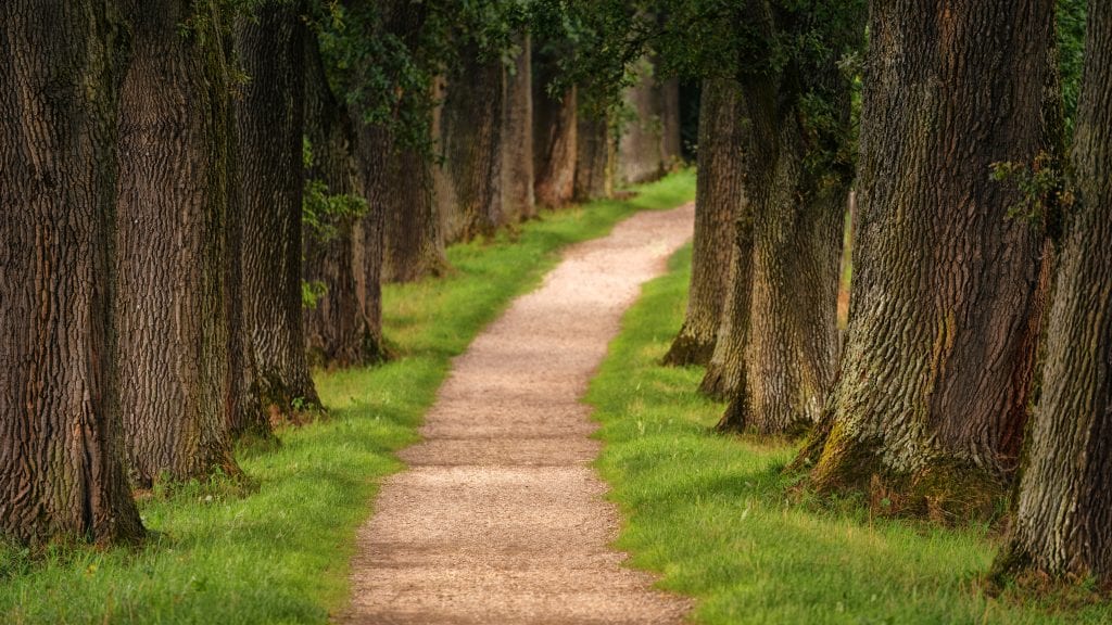forest path fading into fog symbolizing patience and trust amid uncertainty